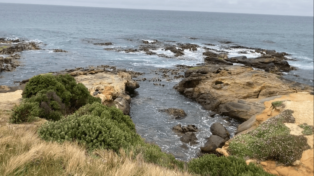 Hanging out with the seals at Shag&nbsp;Point!